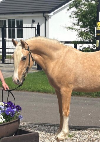 "Tedbry Prince Charming " Palomino Gelding Mountain & Moorland Pony