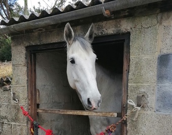 "Bella" Dapple Grey Mare All Rounder