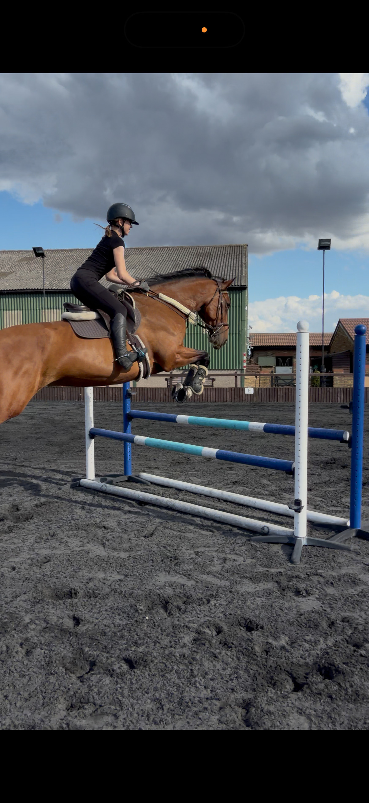 All Rounders  - "Lola"  Mare All Rounder