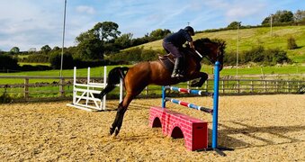 "" Bay Mare Eventer