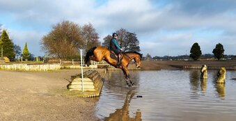 "maximus" Bay Gelding Eventer