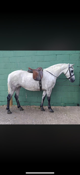 "Lady " Grey Mare All Rounder