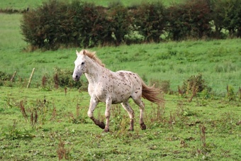 "Appaloosa colts" Colt Youngstock / Foal