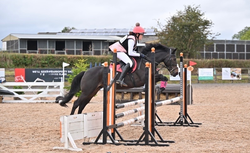  "Flash " Bay Gelding Dressage Horse