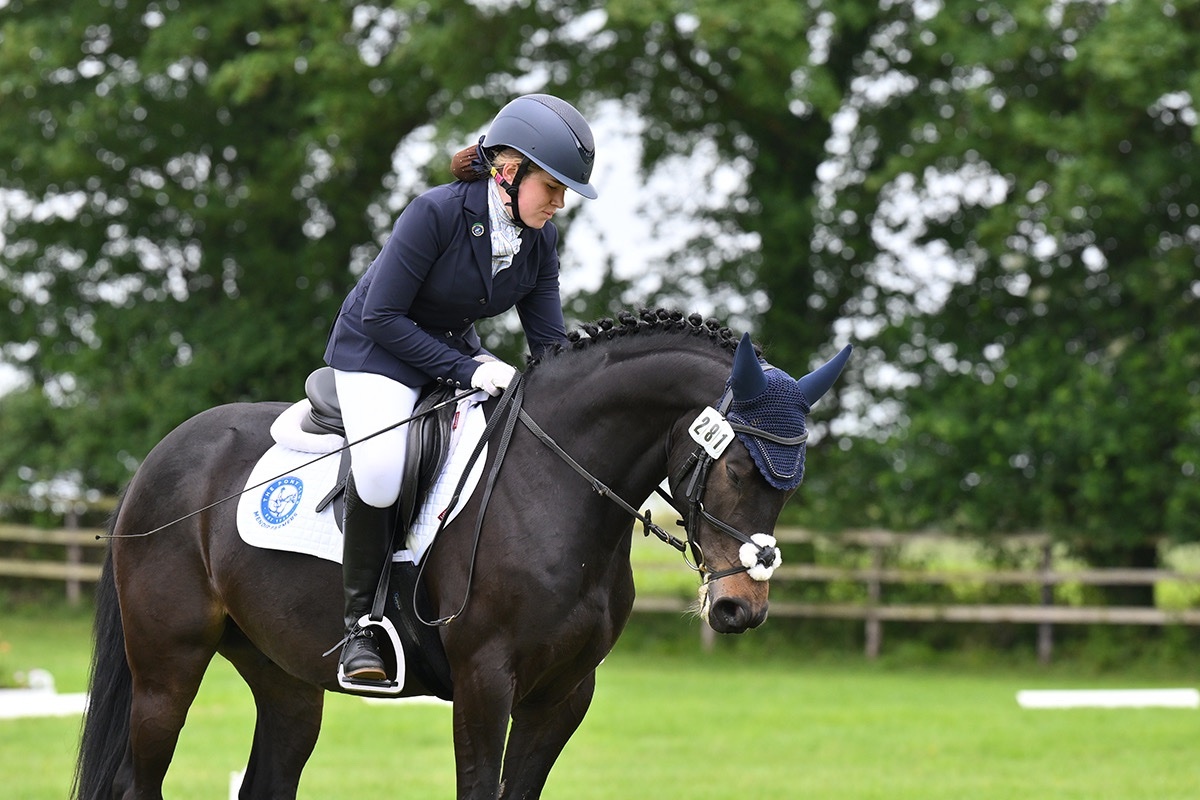 "Flash " Bay Gelding Dressage Horse
