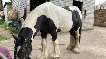 "Zeus" Piebald Gelding Cob/Heavy Horse