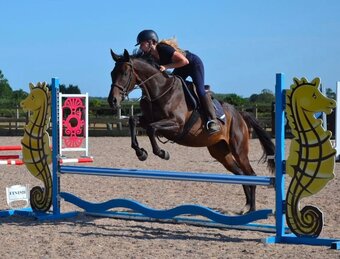 "Alice" Dark Bay Mare Ex Racehorse