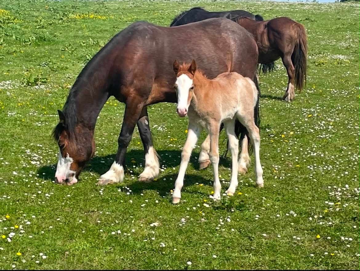 Broodmares  - "Afterglow Keepsake" Bay Mare Broodmare