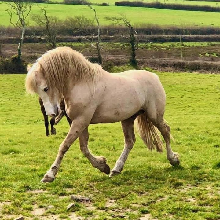 "Afterglow Keepsake" Bay Mare Broodmare - Broodmares 