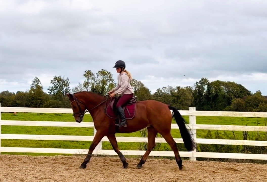  "Mason: talented, steady, reliable, amateur dream horse" Bay Gelding All Rounder