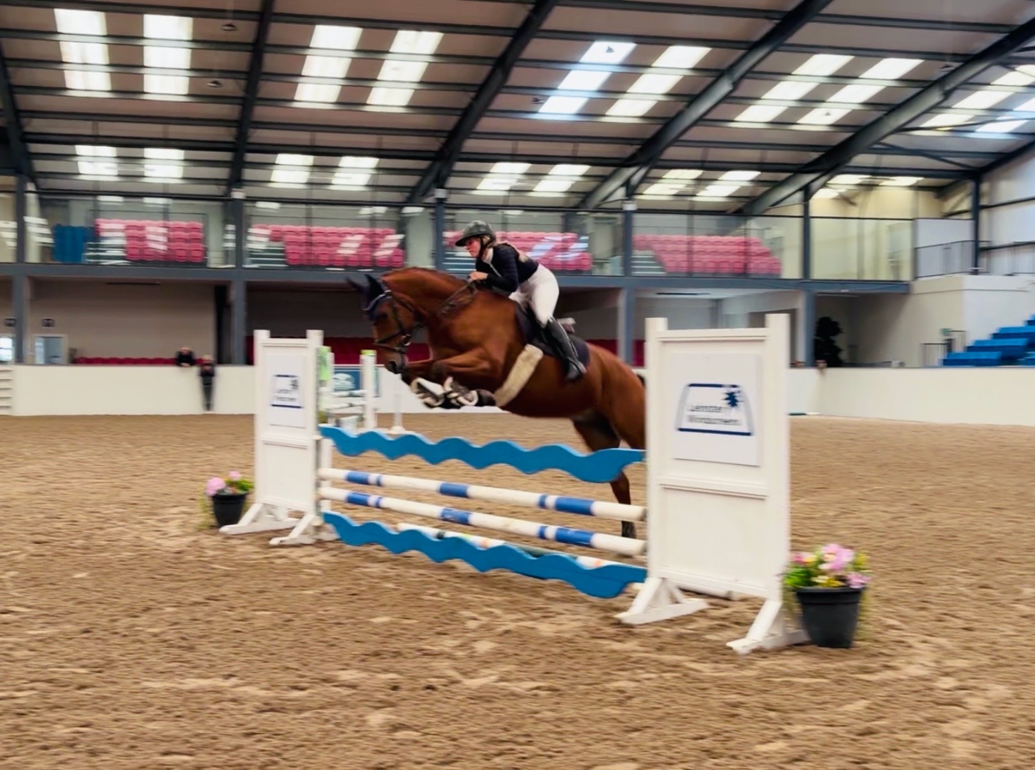 "Mason: talented, steady, reliable, amateur dream horse" Bay Gelding All Rounder - All Rounders in 