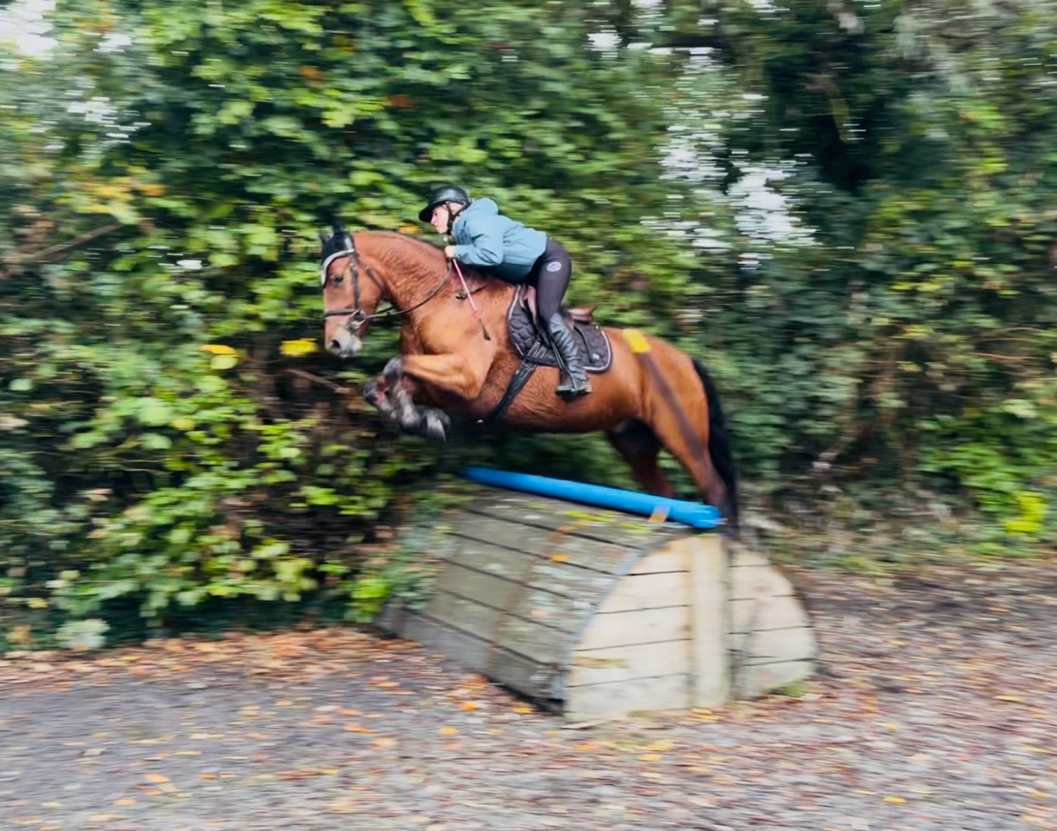 "Mason: talented, steady, reliable, amateur dream horse" Bay Gelding All Rounder - All Rounders