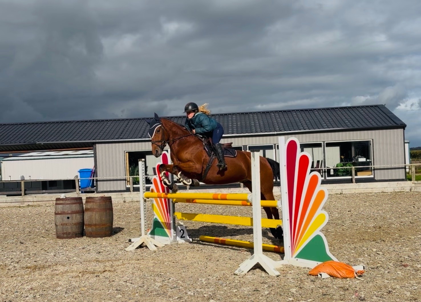 All Rounders  - "Mason: talented, steady, reliable, amateur dream horse" Bay Gelding All Rounder