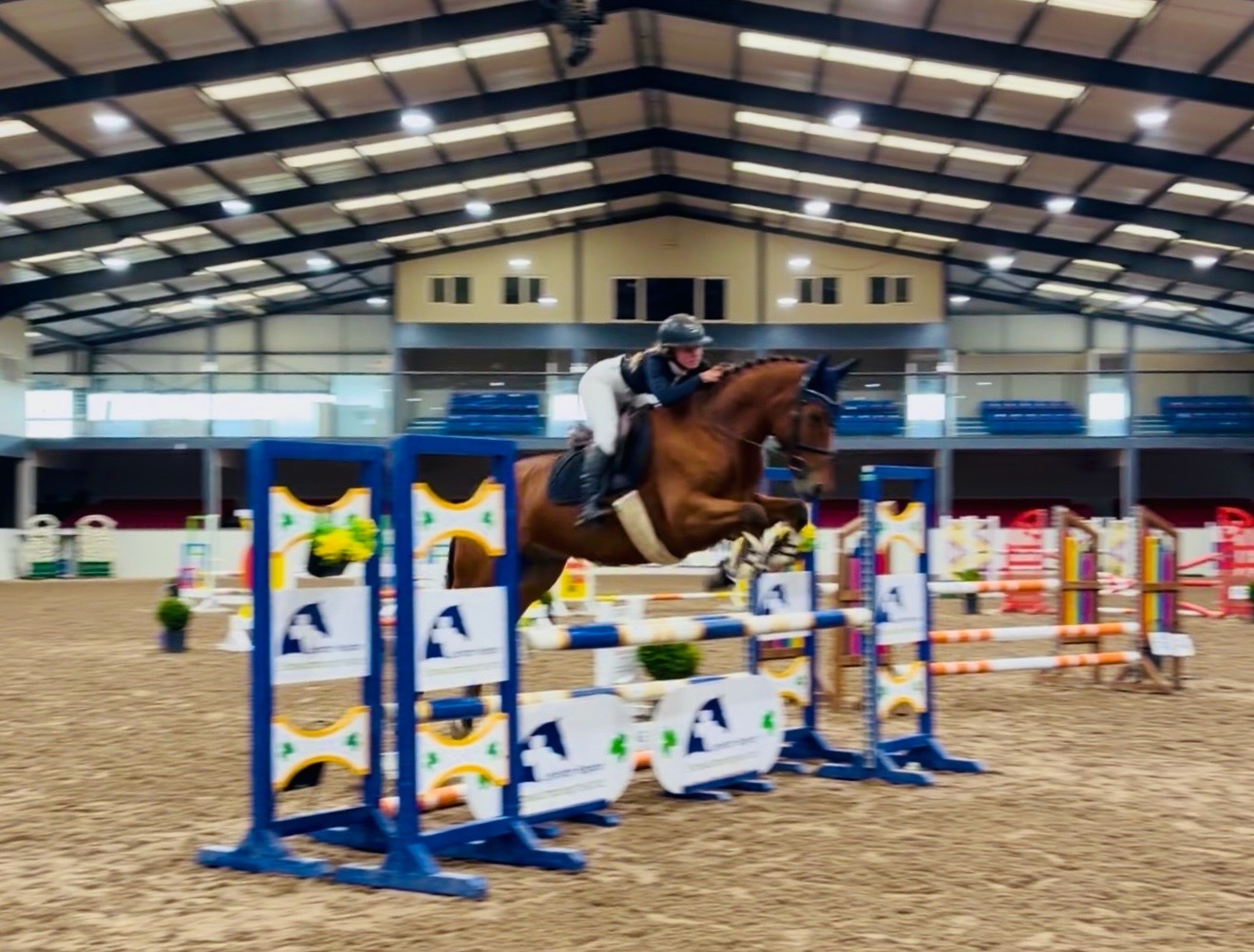 "Mason: talented, steady, reliable, amateur dream horse" Bay Gelding All Rounder - All Rounders 
