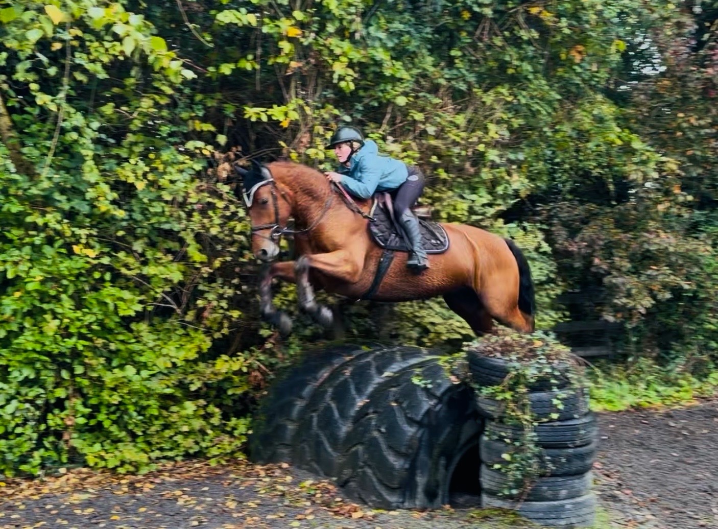 "Mason: talented, steady, reliable, amateur dream horse" Bay Gelding All Rounder - 