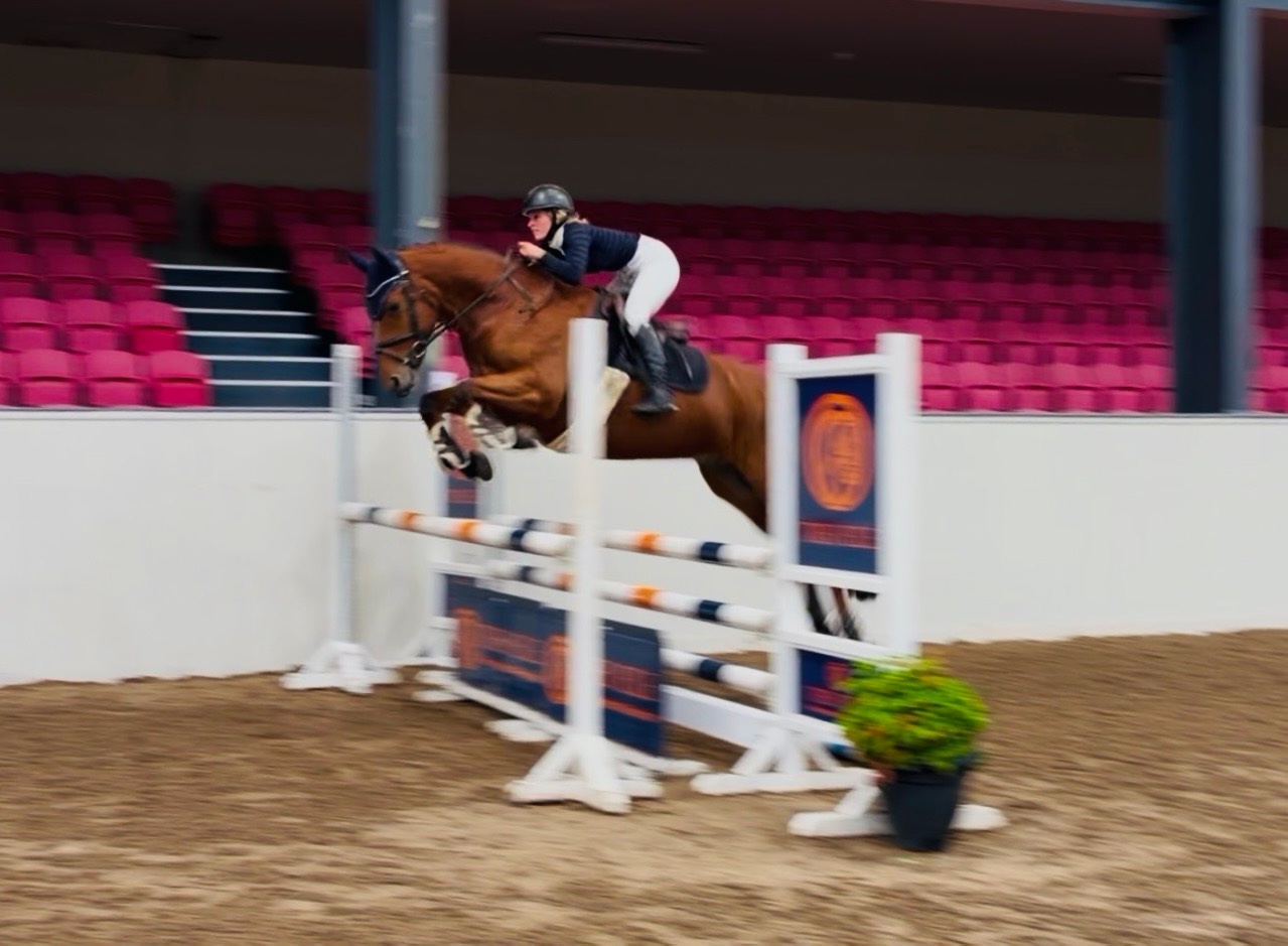 "Mason: talented, steady, reliable, amateur dream horse" Bay Gelding All Rounder - All Rounders