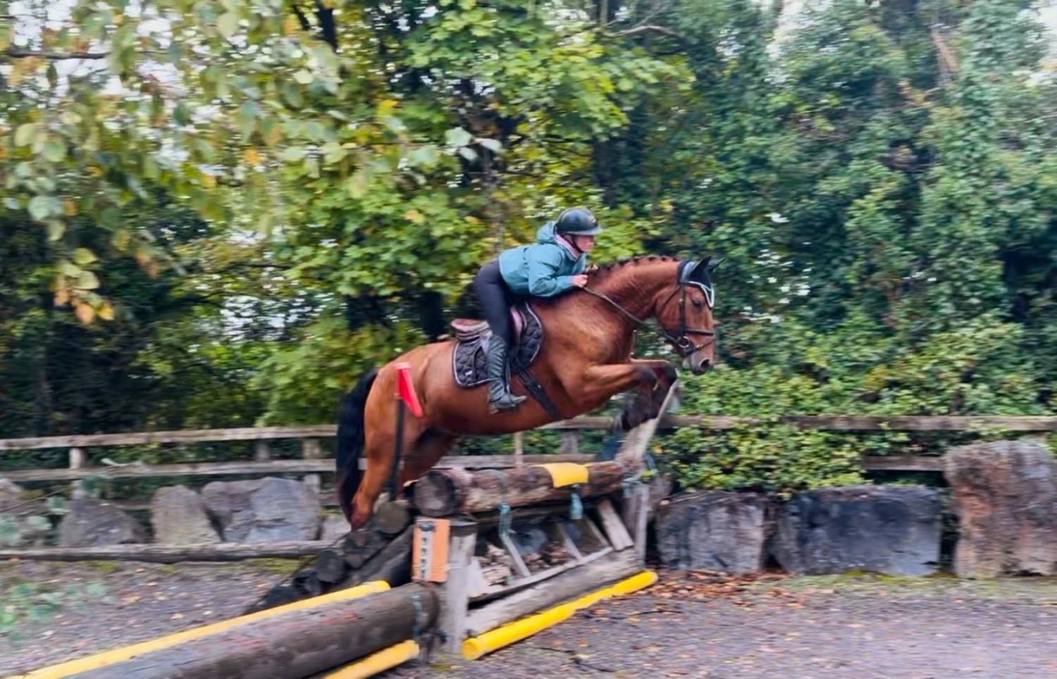 "Mason: talented, steady, reliable, amateur dream horse" Bay Gelding All Rounder