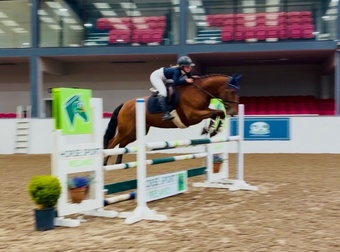 "Mason: talented, steady, reliable, amateur dream horse" Bay Gelding All Rounder