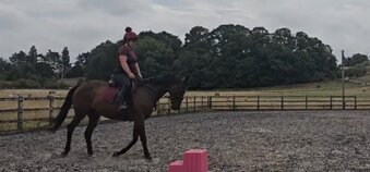 "Star" Bay Mare All Rounder