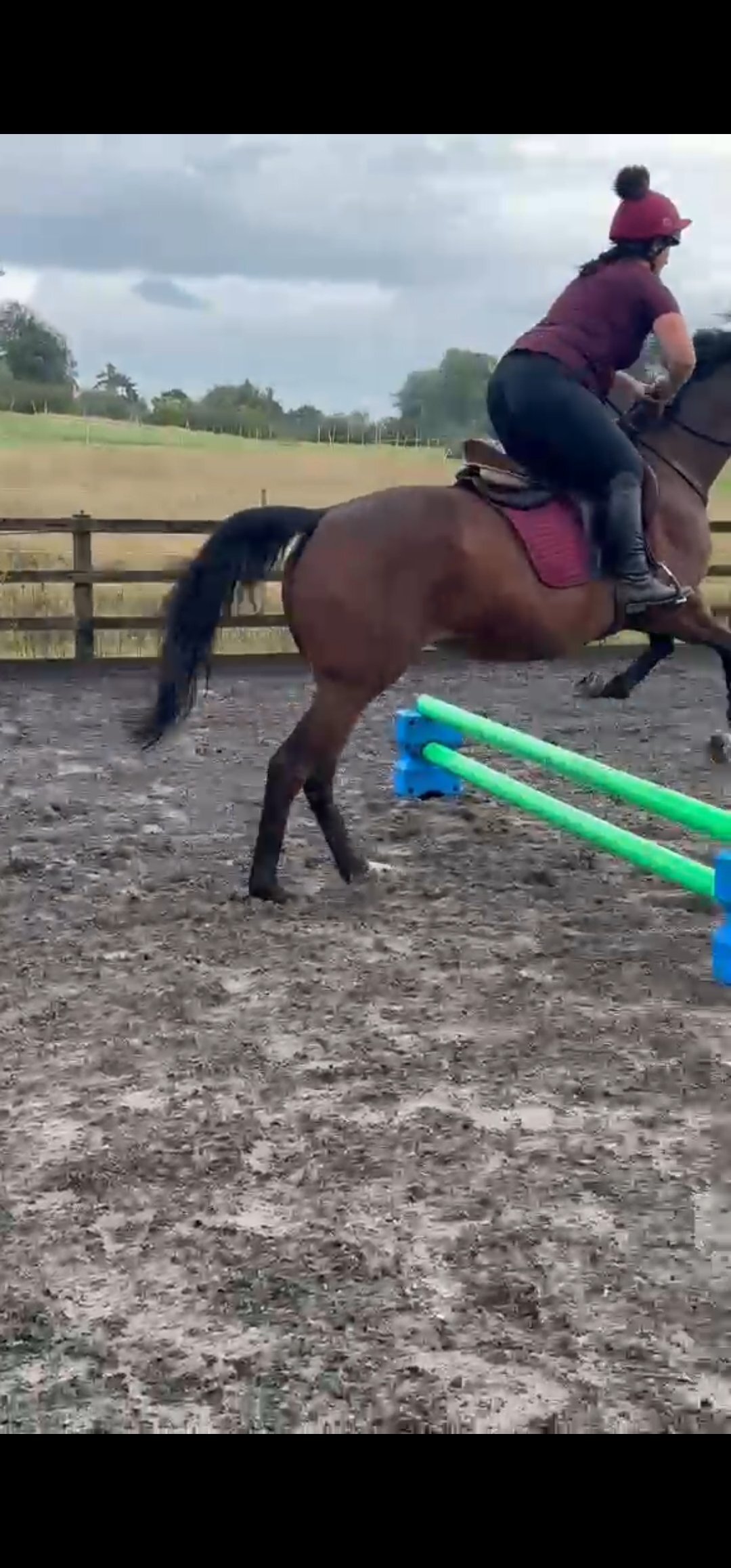 "Star" Bay Mare All Rounder - 