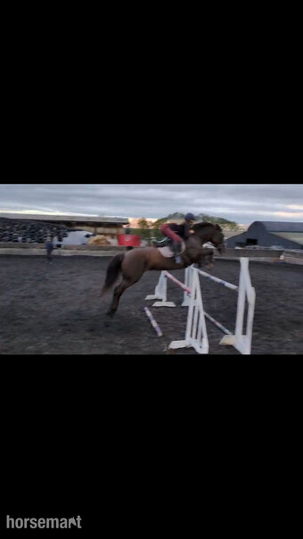 "Willbrook Poppy Cruise/ Bessy"  Mare Show Jumper