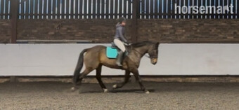 "Griffin " Bay Gelding All Rounder