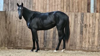 "PRINCESS POPPY" Black Filly Youngstock / Foal
