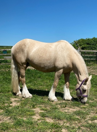 "Luna" Palomino Mare Cob/Heavy Horse
