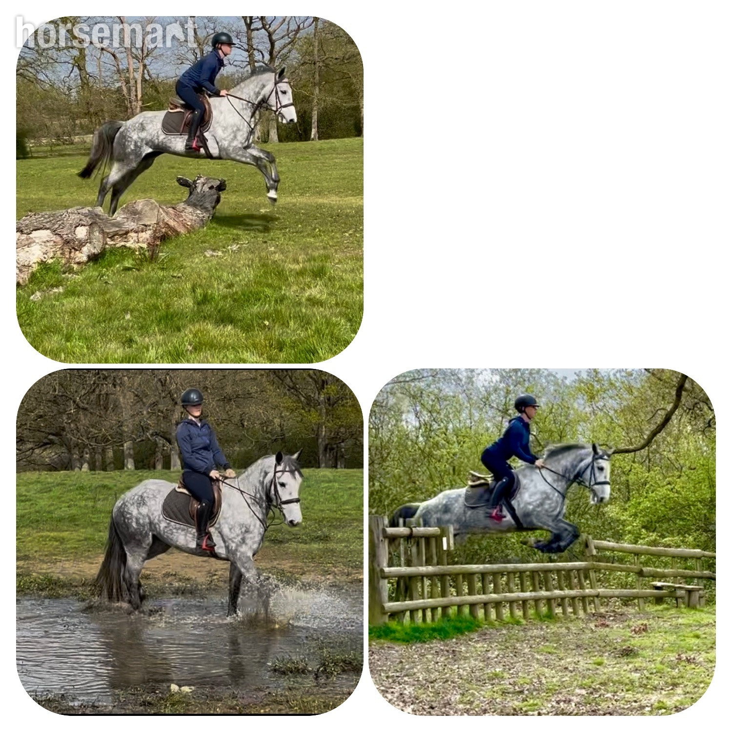 "Cassie" Dapple Grey Mare All Rounder - All Rounders 