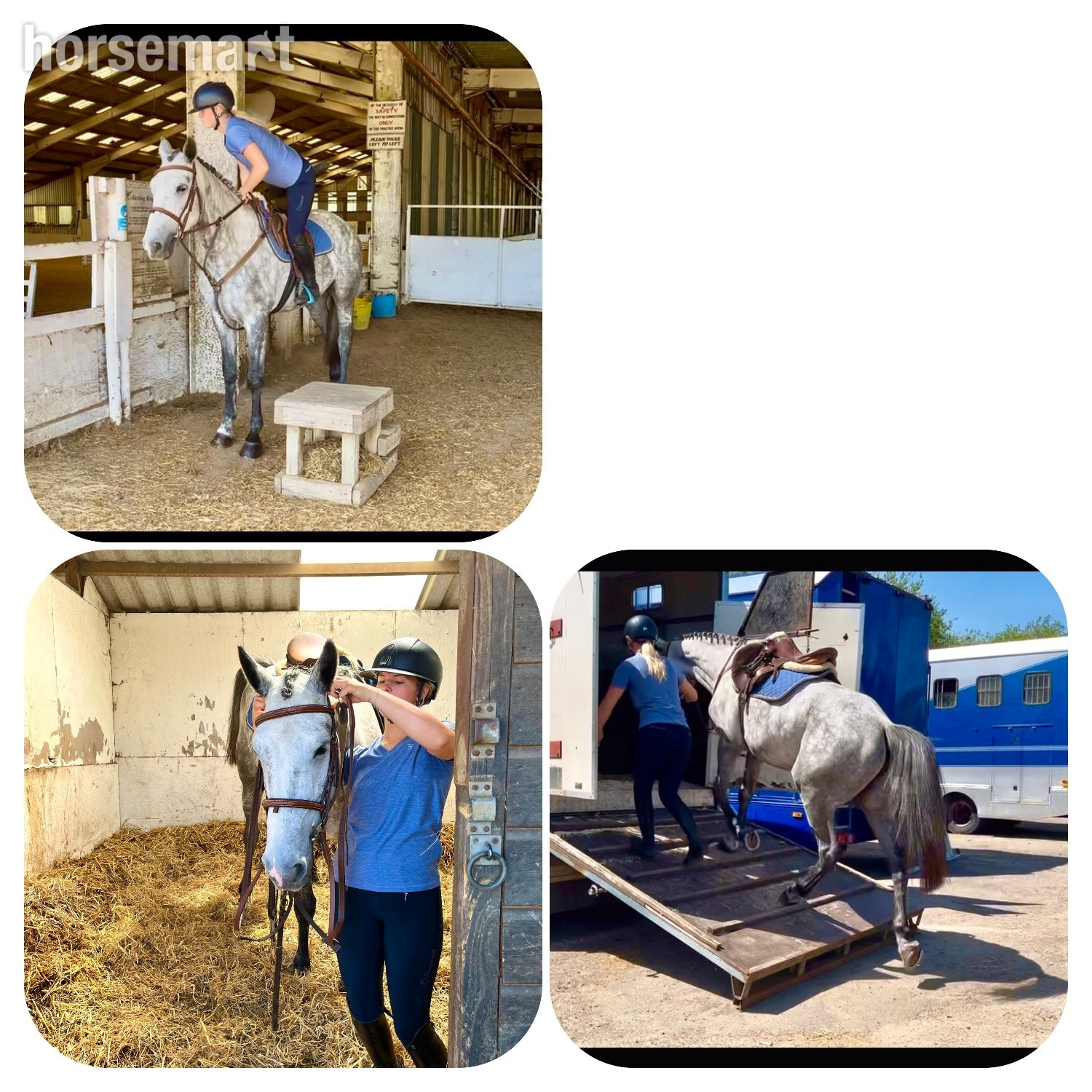 "Cassie" Dapple Grey Mare All Rounder - 