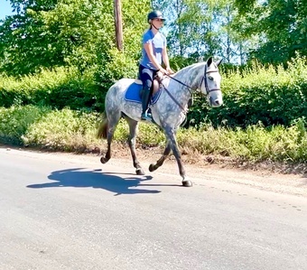 "Cassie" Dapple Grey Mare All Rounder