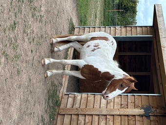"Jigsaw " Other Colour Gelding Western Horse