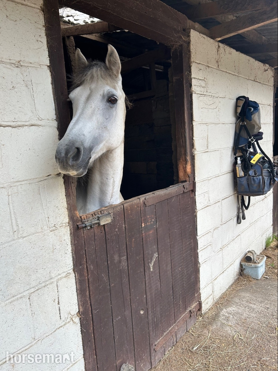 "Prince Mac" Grey Gelding Show Jumper - 