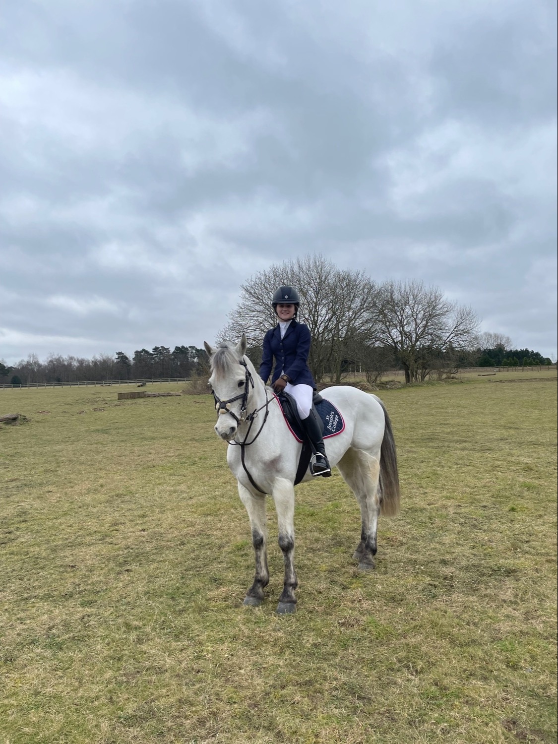 "Prince Mac" Grey Gelding Show Jumper - Show Jumpers 