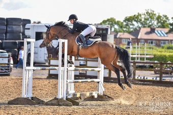 "Chicken " Dark Bay Mare All Rounder