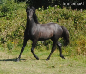 "Genal Mr Darcy Llwyd " Iron Grey Gelding Broodmare