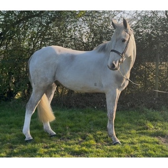 "Jay jay" Grey Gelding Young Sport Horse