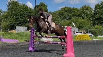 "Mulan " Bay Mare All Rounder
