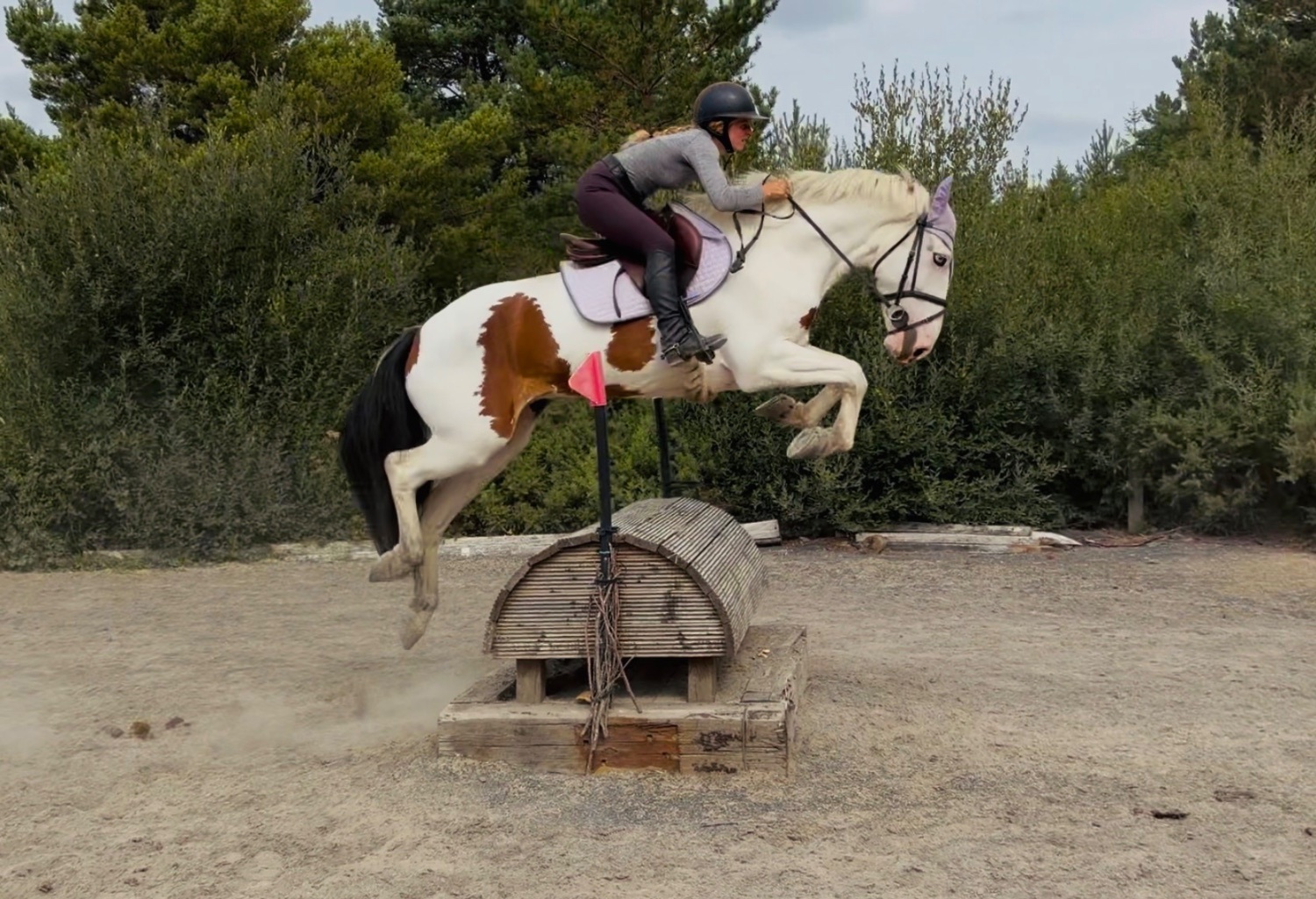  "Tom: easygoing, scopey sport cob " Skewbald Gelding All Rounder