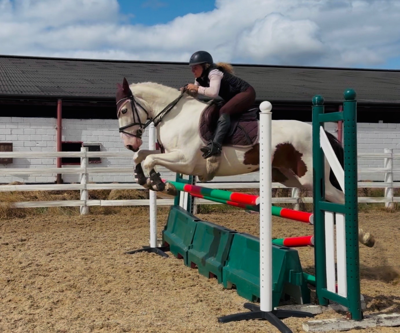 "Tom: easygoing, scopey sport cob " Skewbald Gelding All Rounder - All Rounders in 