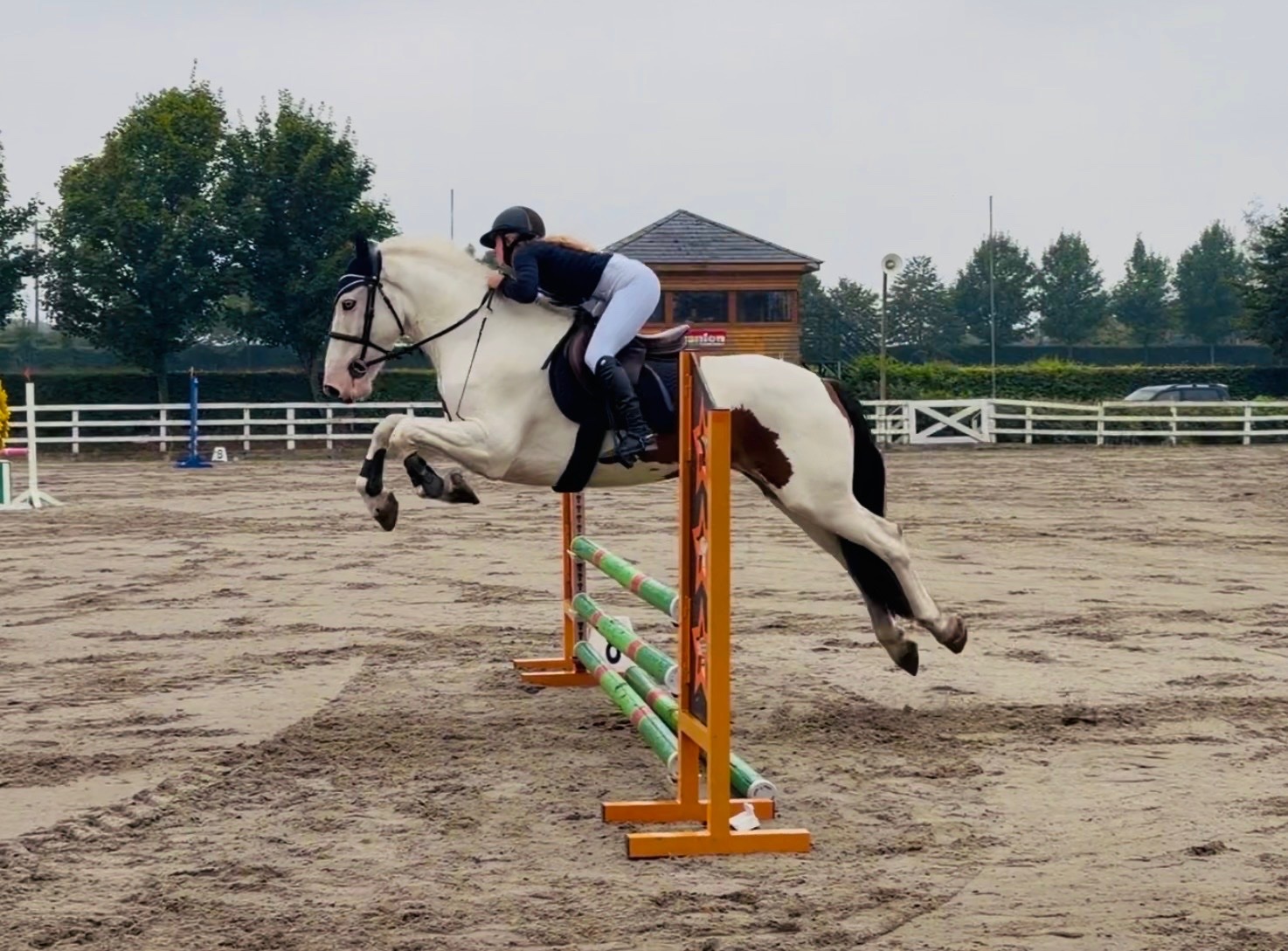 "Tom: easygoing, scopey sport cob " Skewbald Gelding All Rounder - 