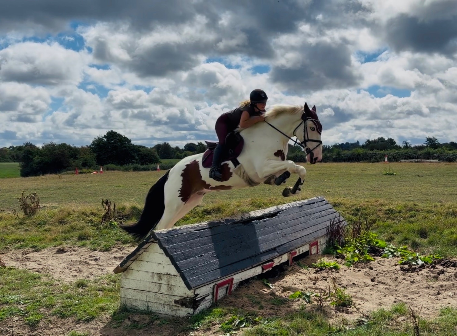 "Tom: easygoing, scopey sport cob " Skewbald Gelding All Rounder - All Rounders