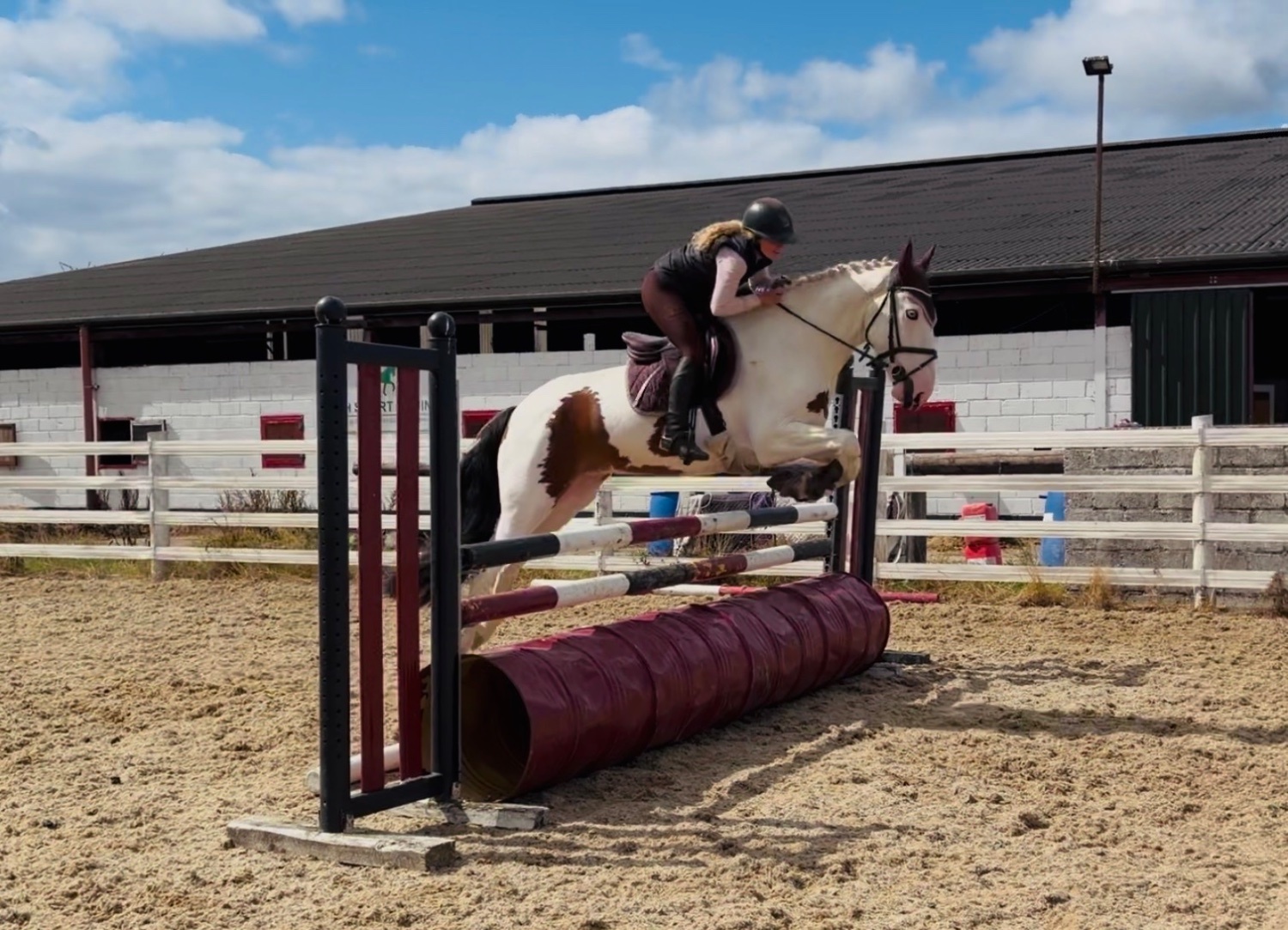"Tom: easygoing, scopey sport cob " Skewbald Gelding All Rounder