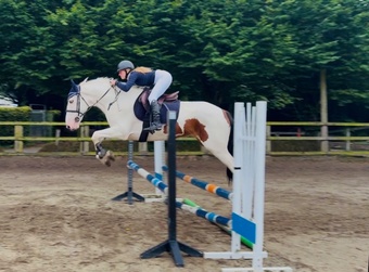 "Tom: easygoing, scopey sport cob " Skewbald Gelding All Rounder