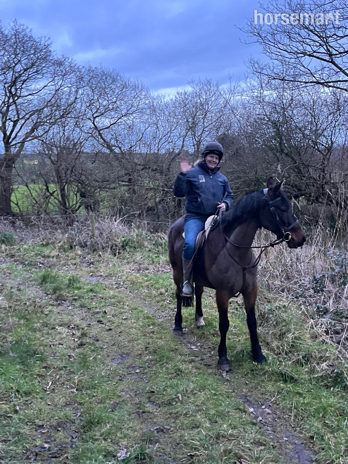 Project Horses  - "Jack" Bay Gelding Project Horse