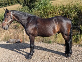 "MR T" Dark Bay Gelding All Rounder