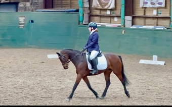 "Dolly " Bay Mare All Rounder