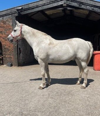 "Roscoe" Grey Gelding All Rounder