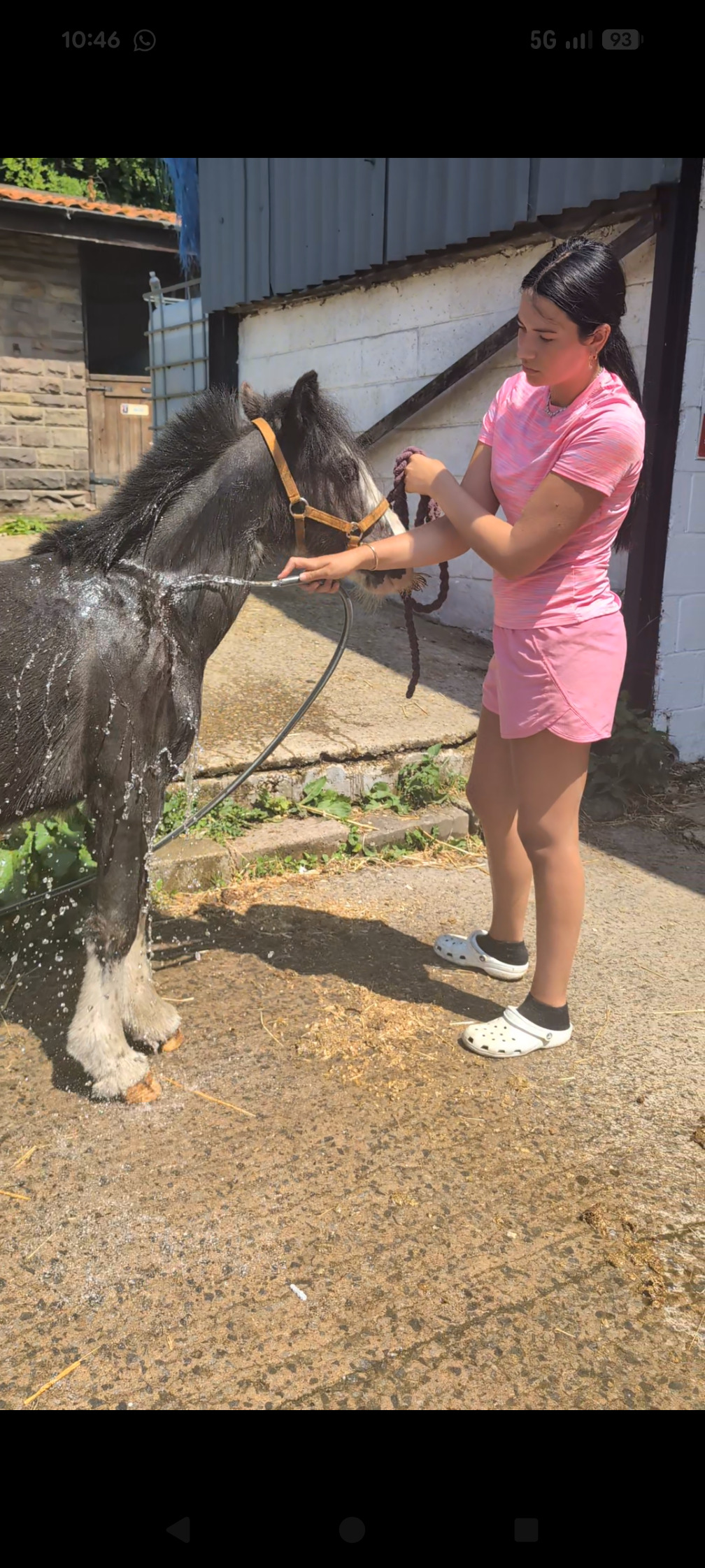 Youngstock and Foals  - "Bullet" Other Colour Gelding Youngstock / Foal