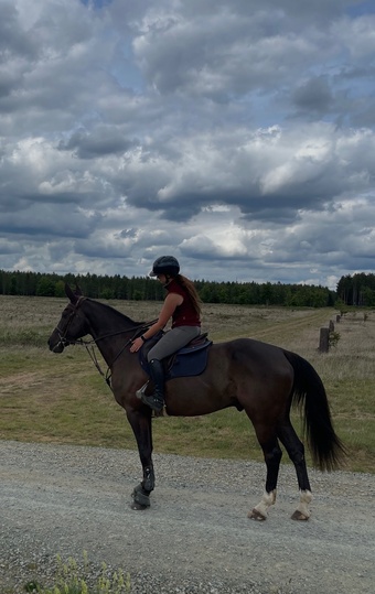 "Billy " Black Gelding Dressage Horse